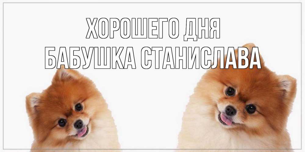 Открытка на каждый день с именем, Бабушка-Станислава Хорошего дня собачки желают прекрасного дня Прикольная открытка с пожеланием онлайн скачать бесплатно 