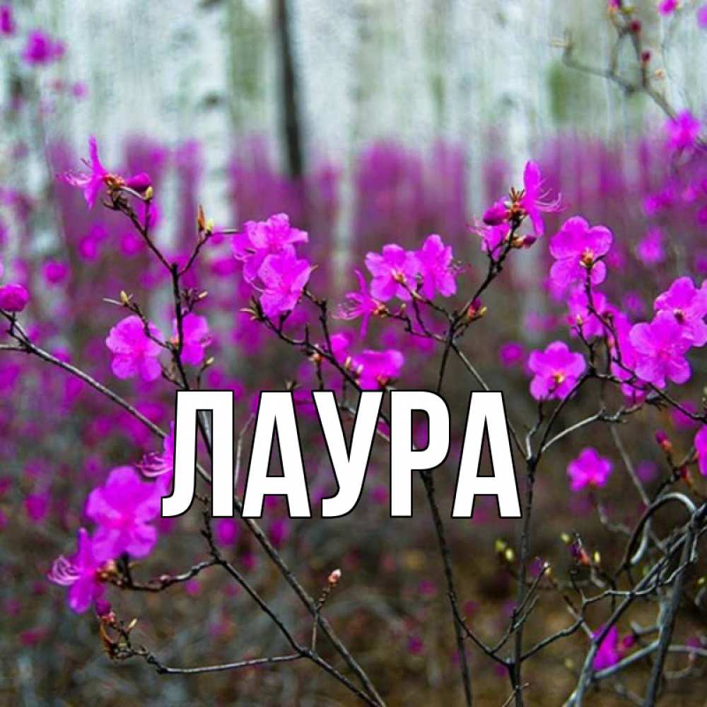 Открытка на каждый день с именем, Лаура Главная дикие цветы Прикольная открытка с пожеланием онлайн скачать бесплатно 