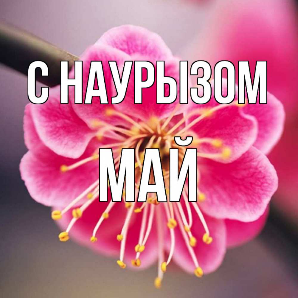 Открытка на каждый день с именем, Май С наурызом цветы Прикольная открытка с пожеланием онлайн скачать бесплатно 