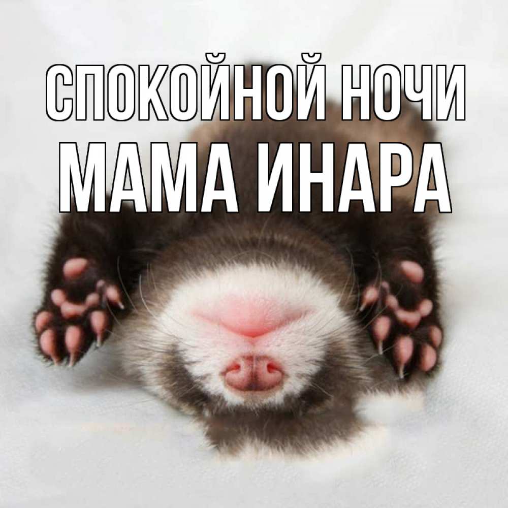 Открытка на каждый день с именем, Мама-Инара Спокойной ночи зверек Прикольная открытка с пожеланием онлайн скачать бесплатно 