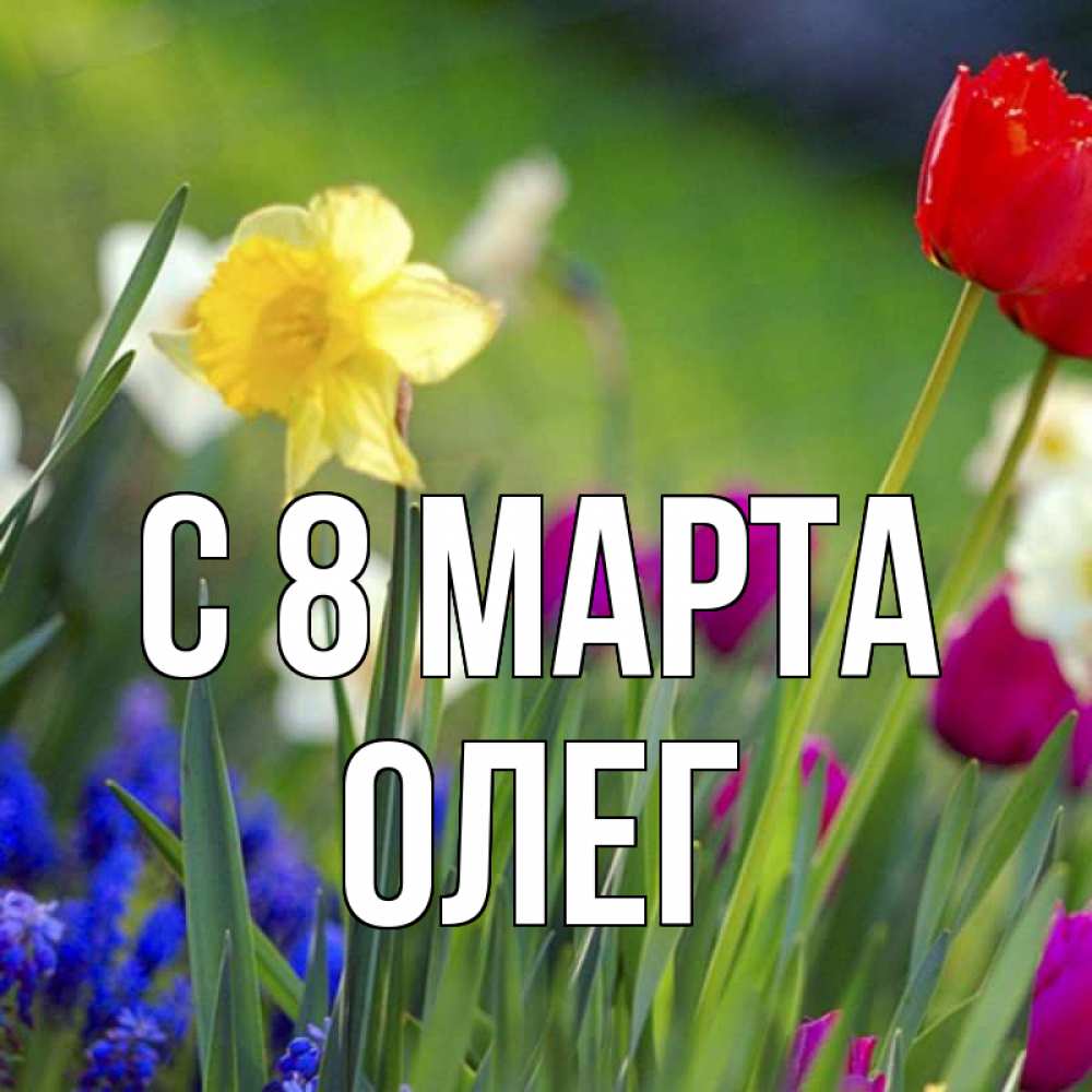 Открытка на каждый день с именем, Олег С 8 марта международный женский день 3 Прикольная открытка с пожеланием онлайн скачать бесплатно 