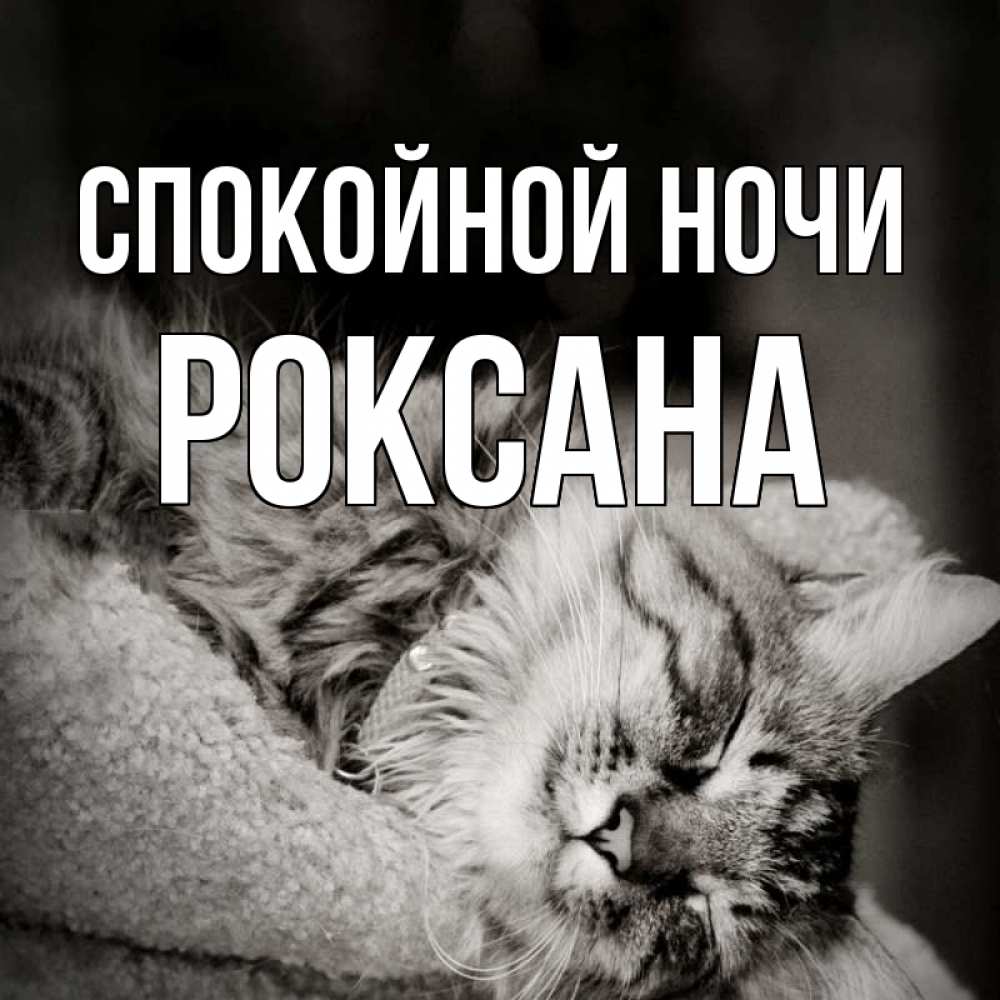 Открытка на каждый день с именем, Роксана Спокойной ночи котярик пушистый Прикольная открытка с пожеланием онлайн скачать бесплатно 