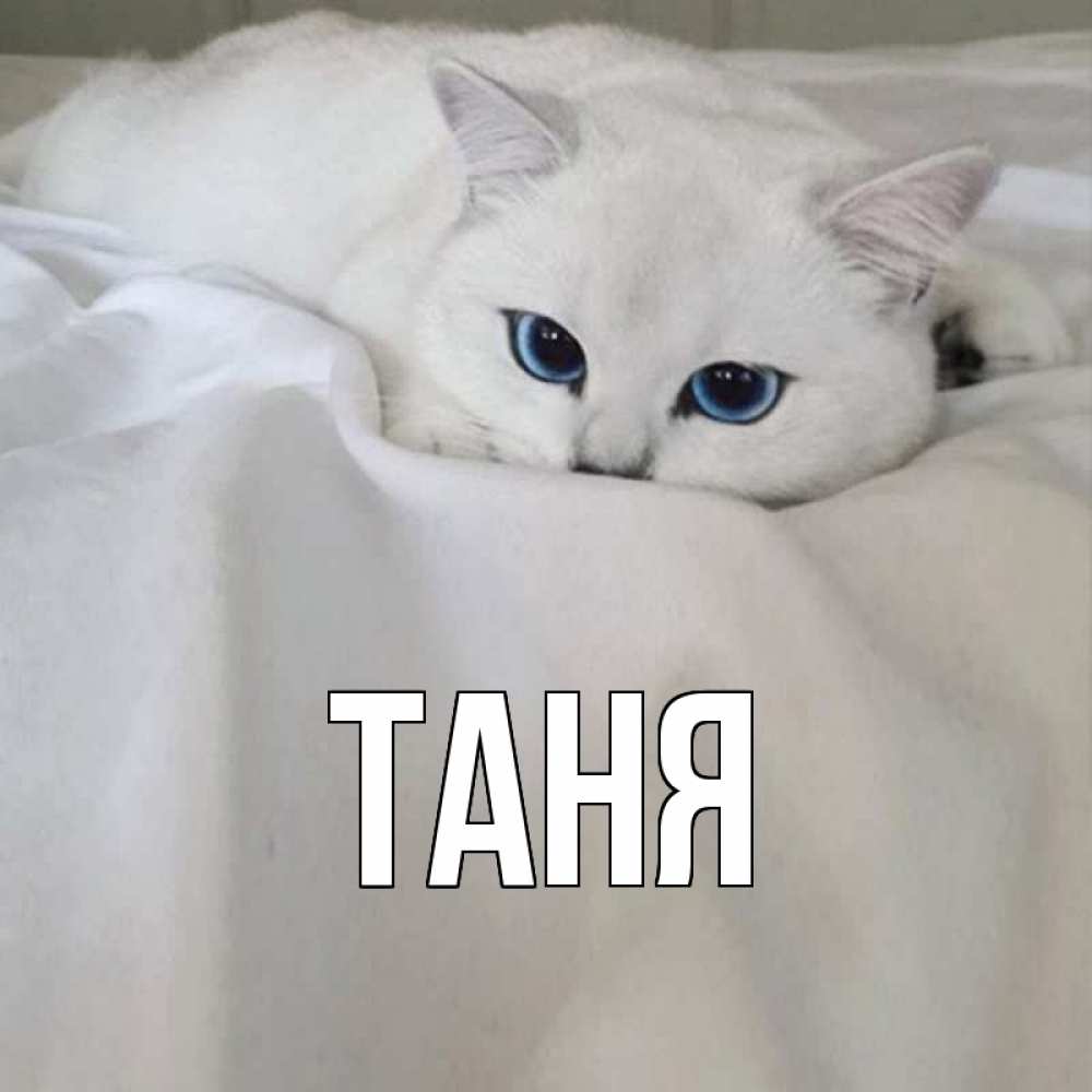 Открытка на каждый день с именем, Таня Главная белый кот с голубыми глазами на белоснежной кровати Прикольная открытка с пожеланием онлайн скачать бесплатно 