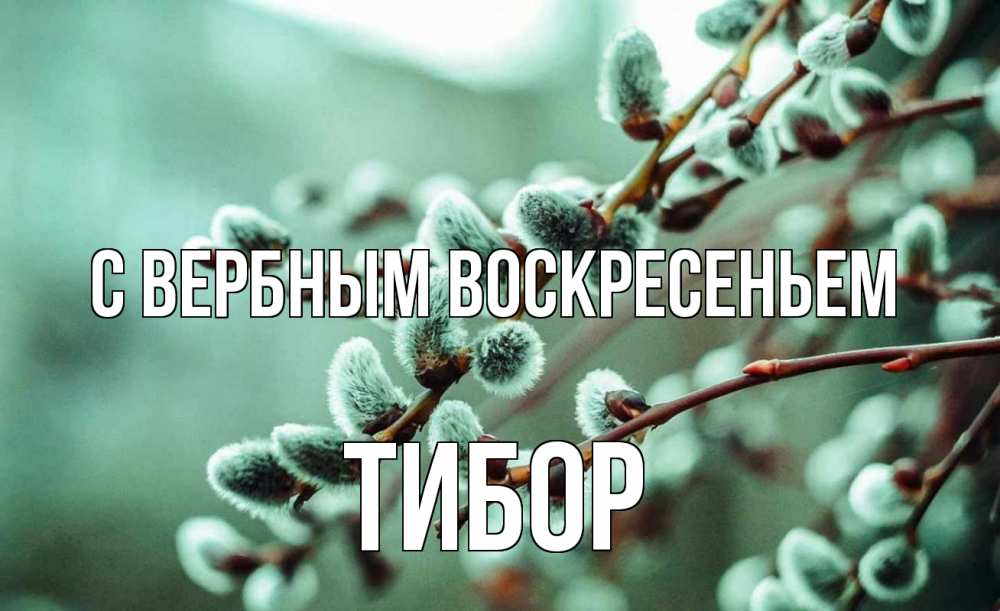 Открытка на каждый день с именем, Тибор С вербным воскресеньем верба Прикольная открытка с пожеланием онлайн скачать бесплатно 