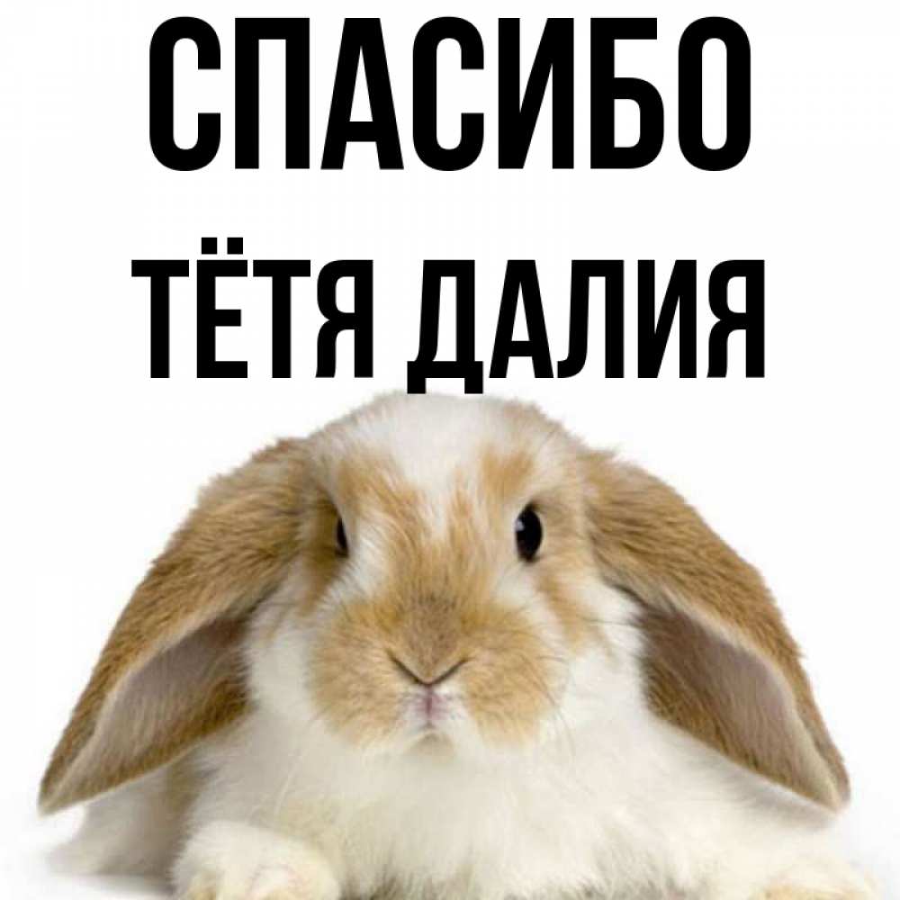 Открытка на каждый день с именем, Тётя-Далия Спасибо коричнево белый заяц Прикольная открытка с пожеланием онлайн скачать бесплатно 