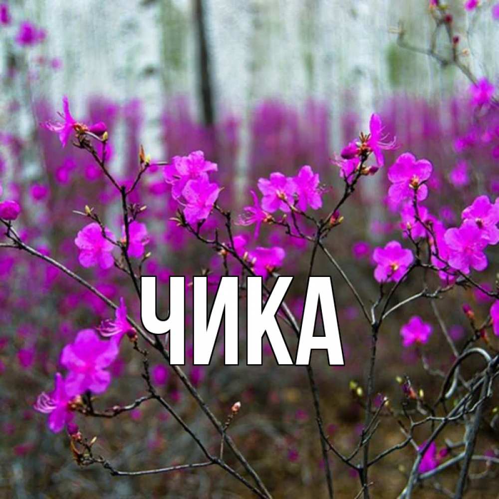 Открытка на каждый день с именем, Чика Главная дикие цветы Прикольная открытка с пожеланием онлайн скачать бесплатно 