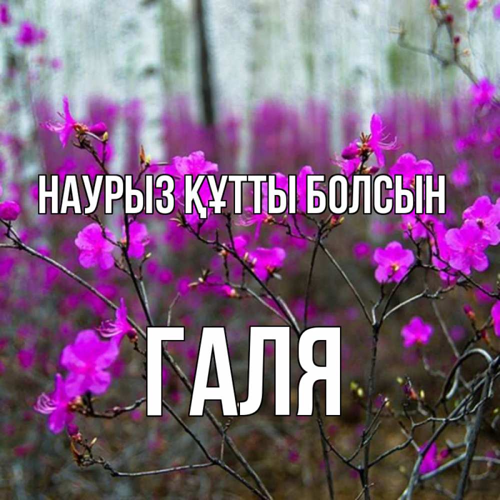Картинка Наурыз құтты болсын, Галя