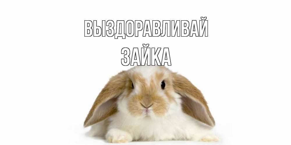 Открытка зайки выздоравливайте