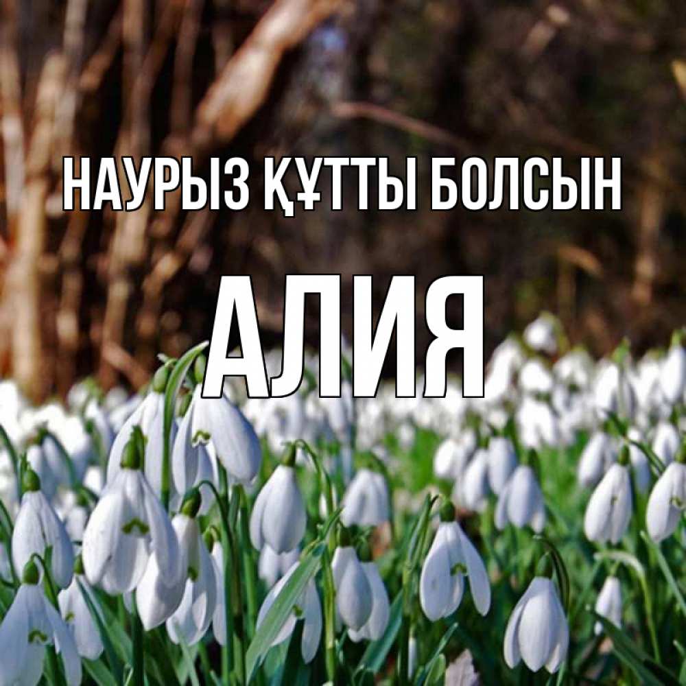 Открытка на каждый день с именем, Алия Наурыз құтты болсын с подснежниками 1 Прикольная открытка с пожеланием онлайн скачать бесплатно 