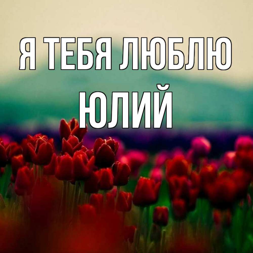 Открытка на каждый день с именем, Юлий Я тебя люблю тюльпаны 4 Прикольная открытка с пожеланием онлайн скачать бесплатно 
