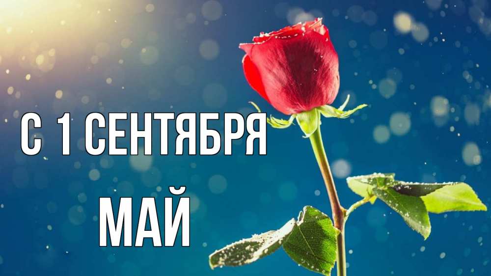 Открытка на каждый день с именем, Май С 1 сентября с днем знаний Прикольная открытка с пожеланием онлайн скачать бесплатно 