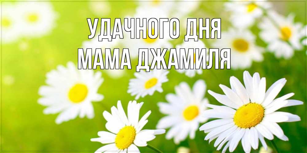 Открытка на каждый день с именем, Мама-Джамиля Удачного дня открытка с ромашками на зеленом фоне Прикольная открытка с пожеланием онлайн скачать бесплатно 