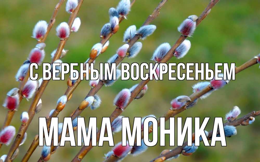 Открытка на каждый день с именем, Мама-Моника С вербным воскресеньем верба Прикольная открытка с пожеланием онлайн скачать бесплатно 