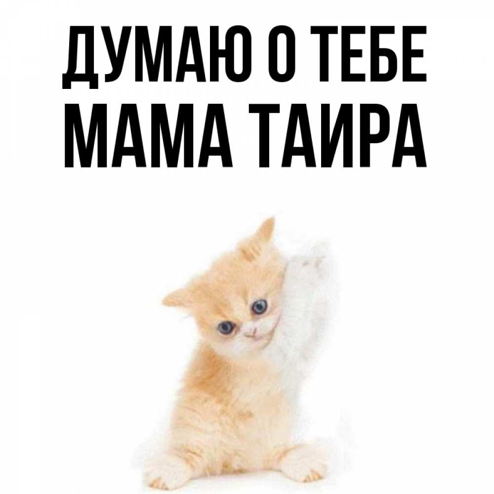 Открытка на каждый день с именем, Мама-Таира Думаю о тебе зверушки и милота Прикольная открытка с пожеланием онлайн скачать бесплатно 