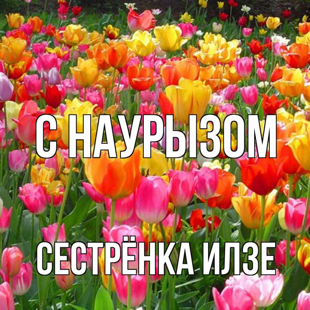 Открытка на каждый день с именем, Сестрёнка-Илзе С наурызом праздник весны наурыз 4 Прикольная открытка с пожеланием онлайн скачать бесплатно 