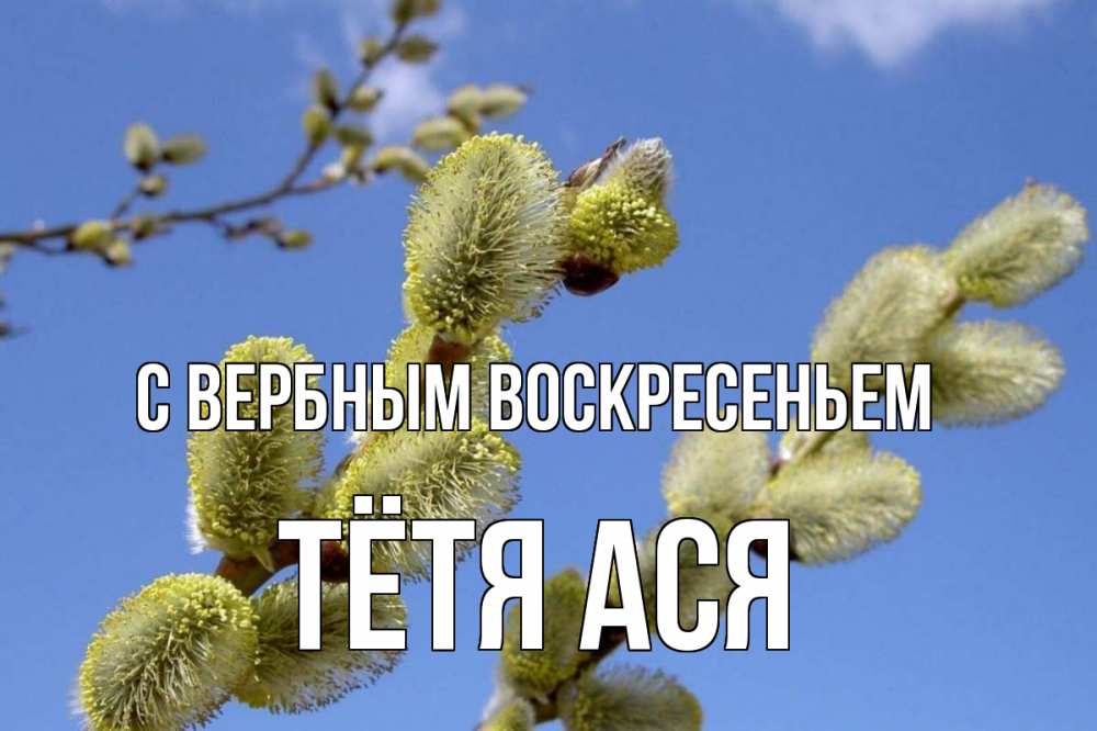 Открытка на каждый день с именем, Тётя-Ася С вербным воскресеньем верба Прикольная открытка с пожеланием онлайн скачать бесплатно 