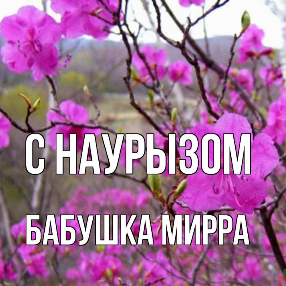 Открытка на каждый день с именем, Бабушка-Мирра С наурызом праздник весны наурыз Прикольная открытка с пожеланием онлайн скачать бесплатно 