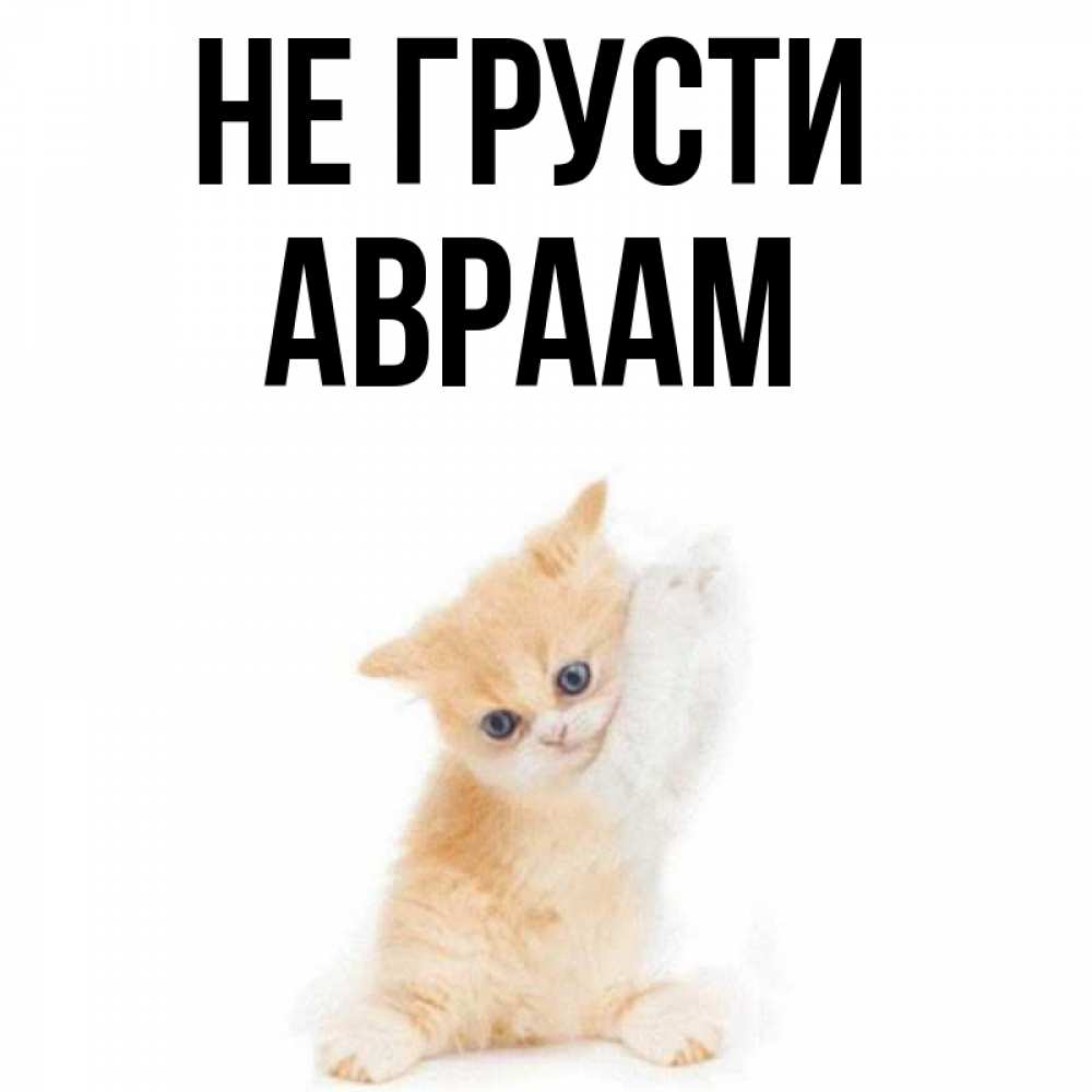 Открытка на каждый день с именем, Авраам Не грусти просящий кот Прикольная открытка с пожеланием онлайн скачать бесплатно 