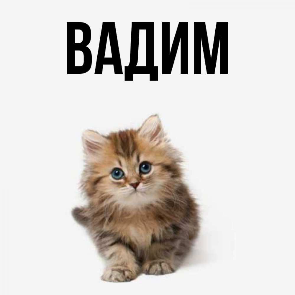Открытка на каждый день с именем, Вадим Главная пушистый котик Прикольная открытка с пожеланием онлайн скачать бесплатно 