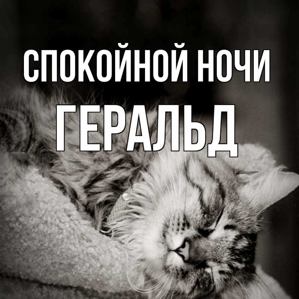Открытка на каждый день с именем, Геральд Спокойной ночи котярик пушистый Прикольная открытка с пожеланием онлайн скачать бесплатно 