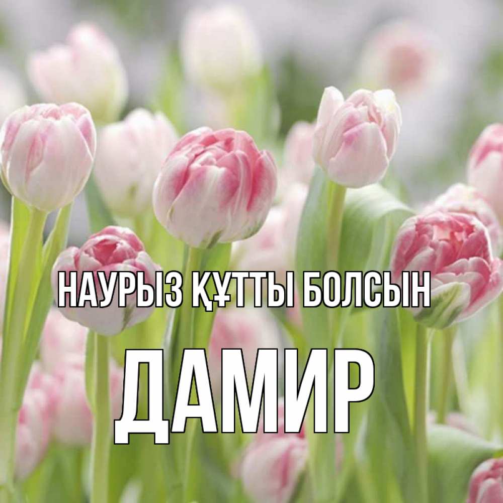 Открытка на каждый день с именем, Дамир Наурыз құтты болсын цветы Прикольная открытка с пожеланием онлайн скачать бесплатно 