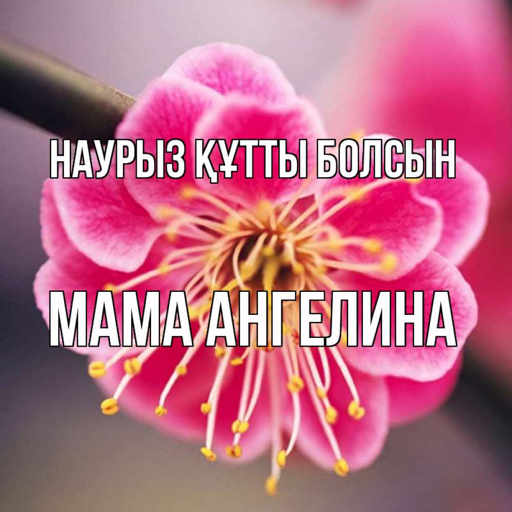 Открытка на каждый день с именем, Мама-Ангелина Наурыз құтты болсын цветы Прикольная открытка с пожеланием онлайн скачать бесплатно 