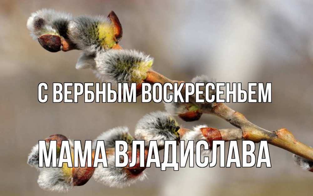 Открытка на каждый день с именем, Мама-Владислава С вербным воскресеньем Верба Прикольная открытка с пожеланием онлайн скачать бесплатно 