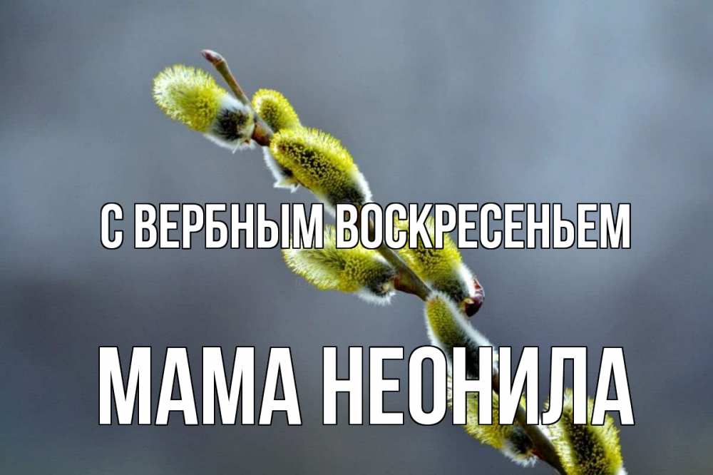 Открытка на каждый день с именем, Мама-Неонила С вербным воскресеньем верба Прикольная открытка с пожеланием онлайн скачать бесплатно 
