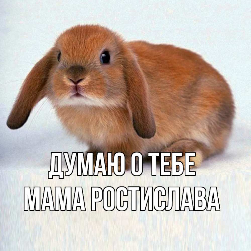 Открытка на каждый день с именем, Мама-Ростислава Думаю о тебе кроль коричневый Прикольная открытка с пожеланием онлайн скачать бесплатно 