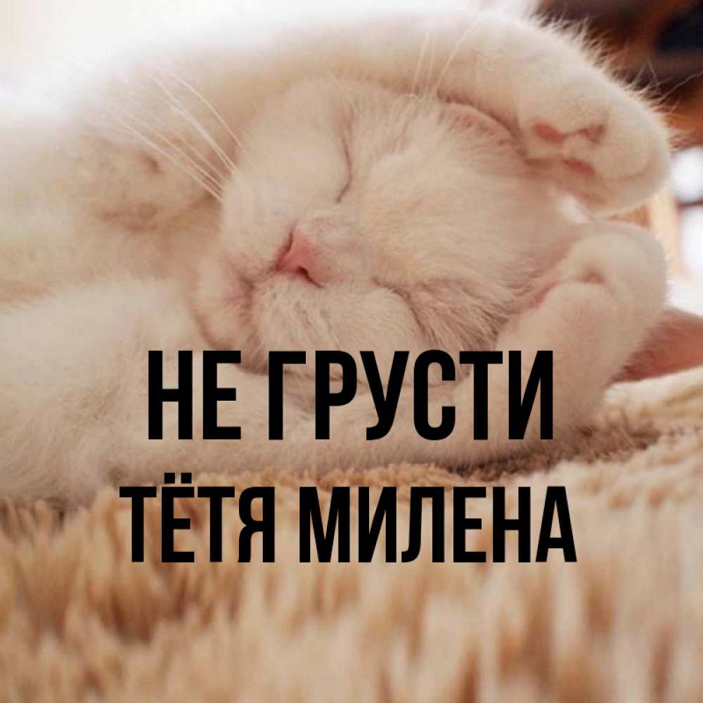 Открытка на каждый день с именем, Тётя-Милена Не грусти Котенок спит Прикольная открытка с пожеланием онлайн скачать бесплатно 