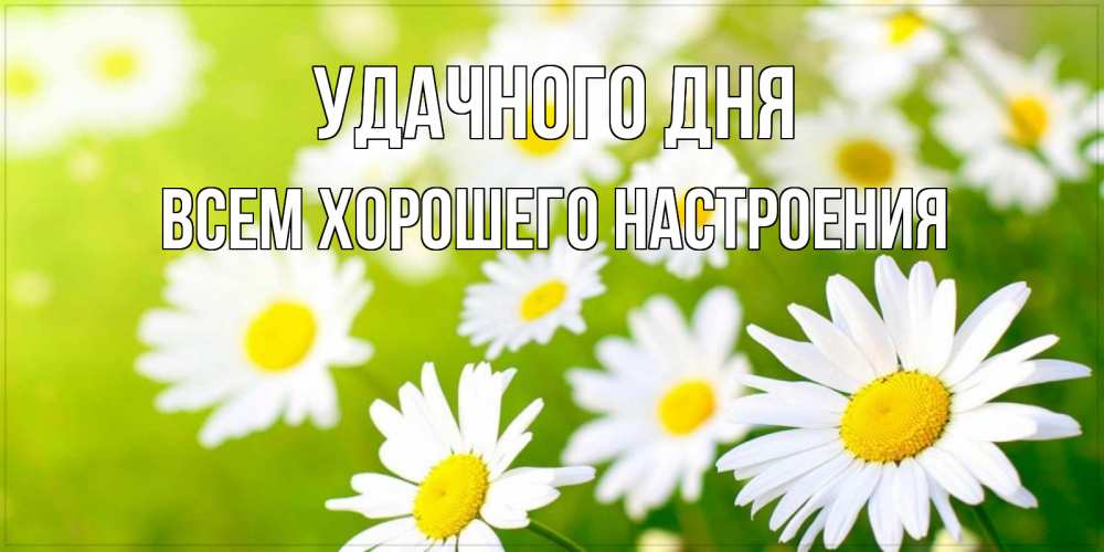 Открытка на каждый день с именем, всем-хорошего-настроения Удачного дня открытка с ромашками на зеленом фоне Прикольная открытка с пожеланием онлайн скачать бесплатно 
