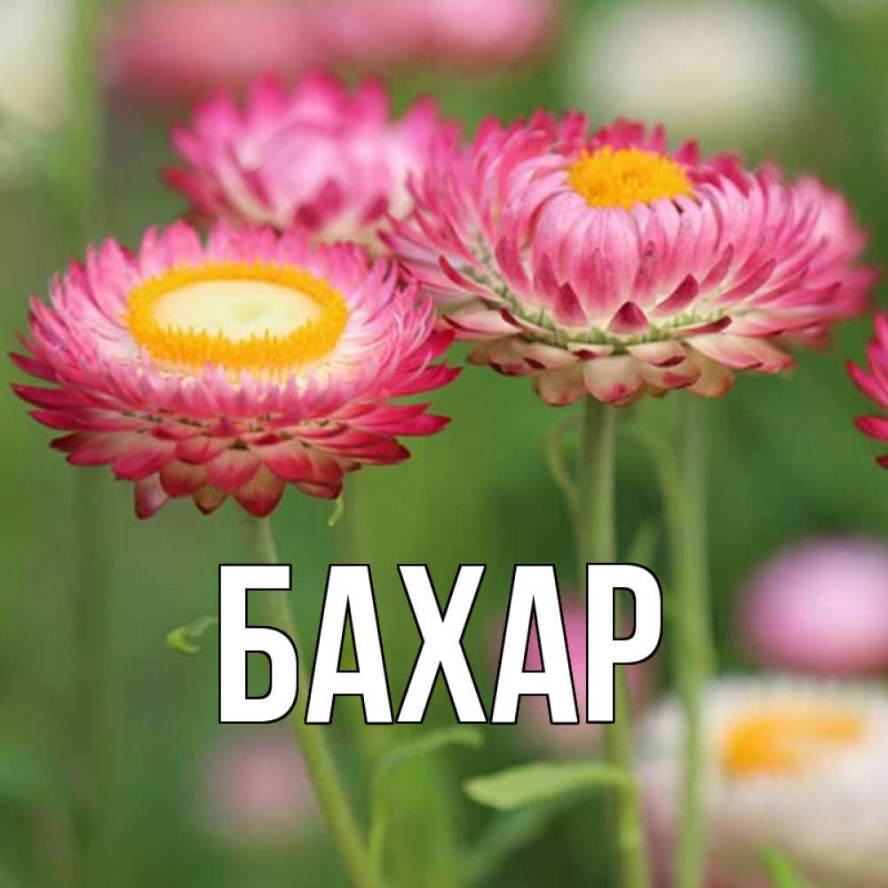 Открытка на каждый день с именем, Бахар Главная подарок на международный женский день Прикольная открытка с пожеланием онлайн скачать бесплатно 