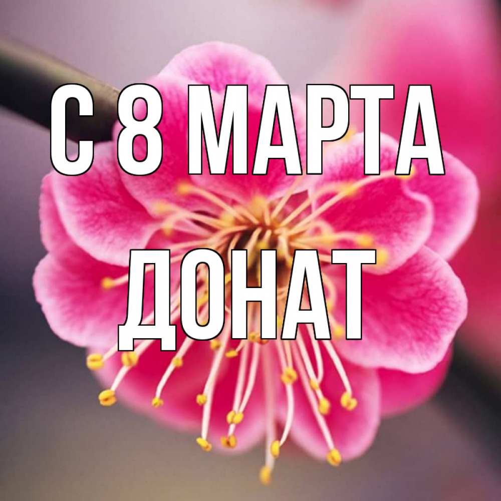Открытка на каждый день с именем, Донат С 8 МАРТА цветы Прикольная открытка с пожеланием онлайн скачать бесплатно 