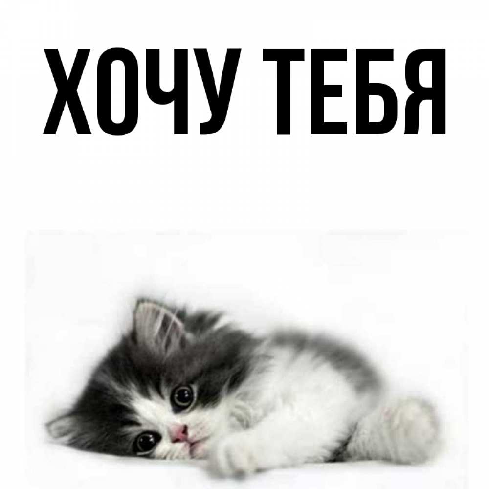 Открытка на каждый день с именем, Хочу-тебя Главная черный и белый кот Прикольная открытка с пожеланием онлайн скачать бесплатно 