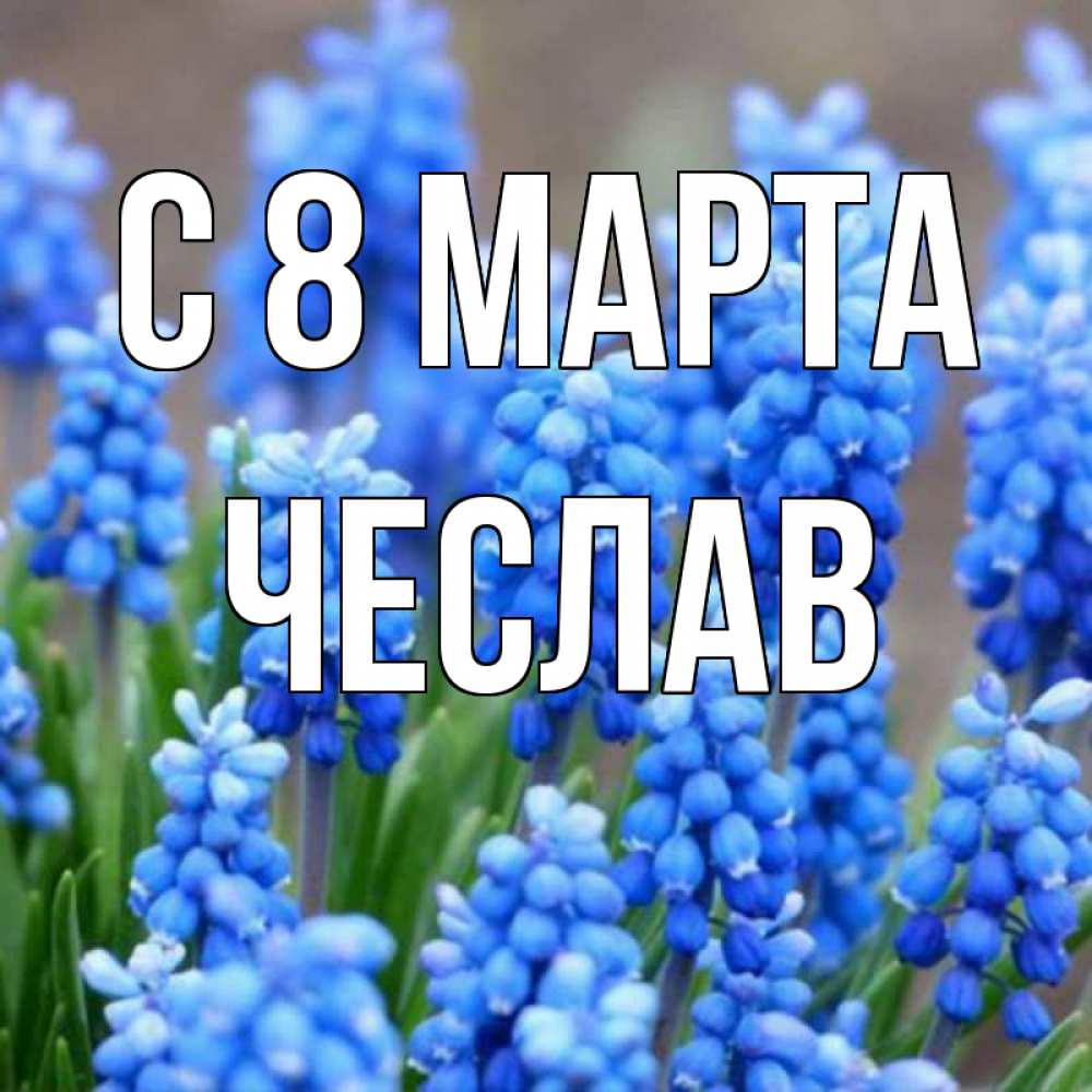 Открытка на каждый день с именем, Чеслав С 8 марта Поздравительная открытка для женщин с цветами на праздничную дату Прикольная открытка с пожеланием онлайн скачать бесплатно 