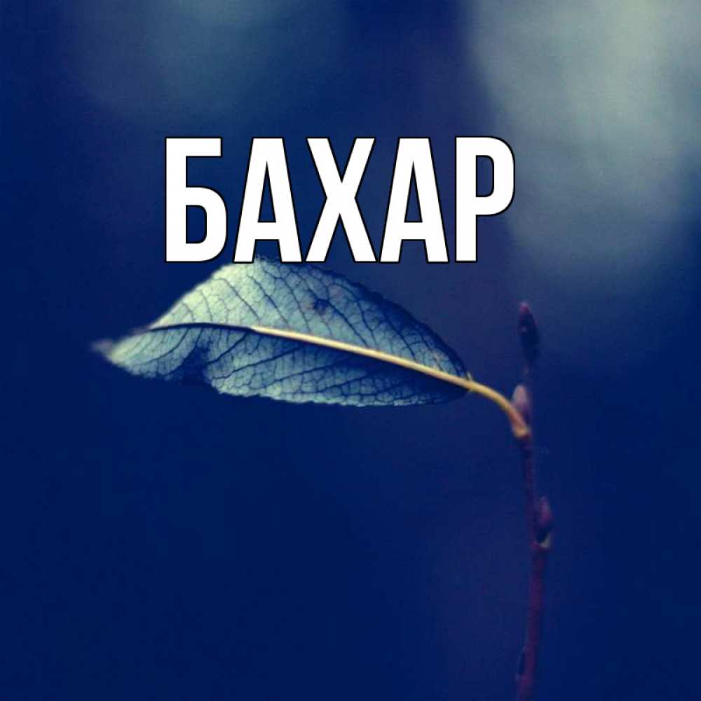 Открытка на каждый день с именем, Бахар Главная растение Прикольная открытка с пожеланием онлайн скачать бесплатно 