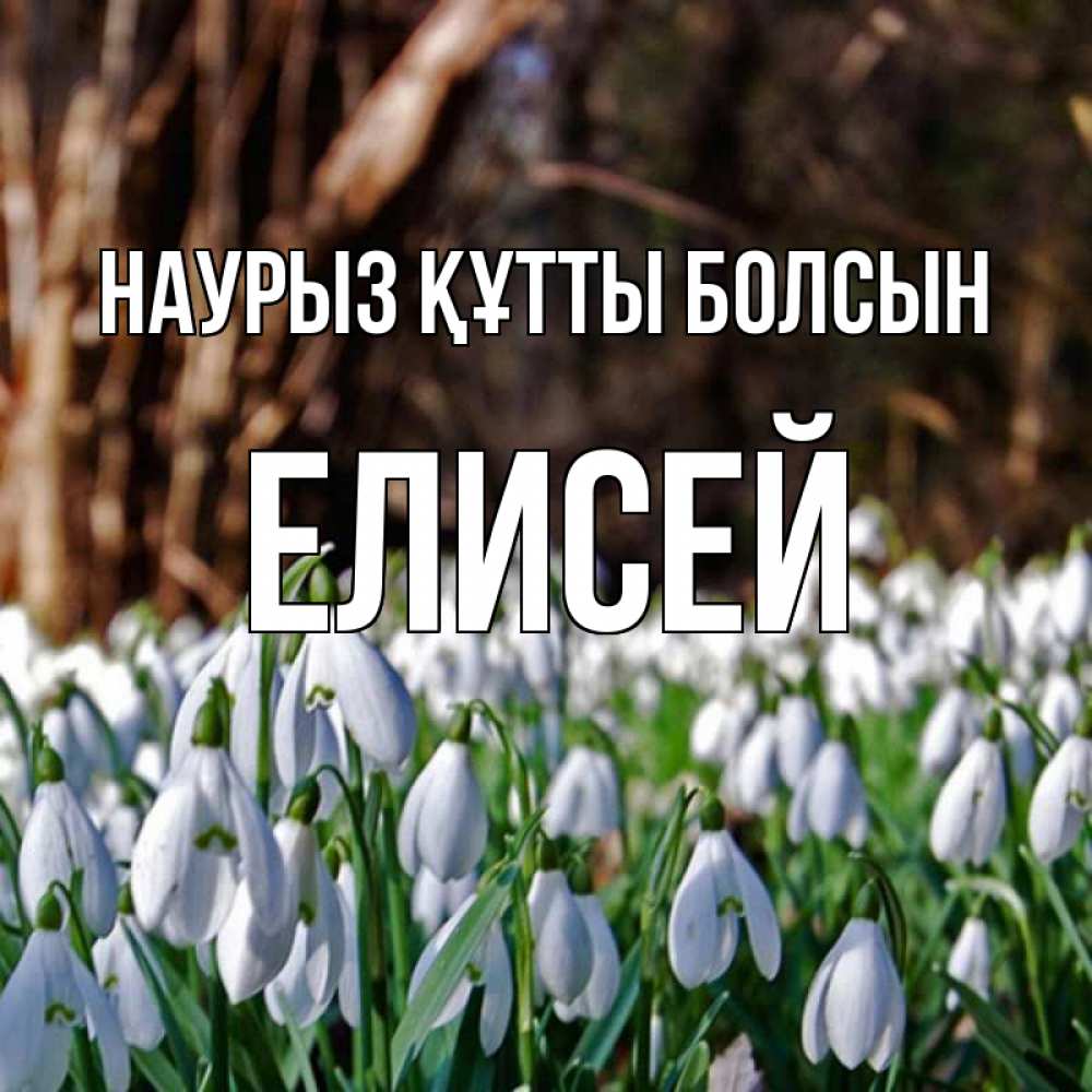 Открытка на каждый день с именем, Елисей Наурыз құтты болсын с подснежниками 1 Прикольная открытка с пожеланием онлайн скачать бесплатно 