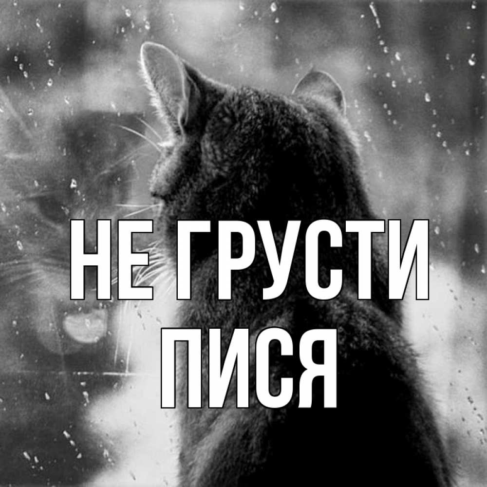 Открытка на каждый день с именем, пися Не грусти отражение кота 1 Прикольная открытка с пожеланием онлайн скачать бесплатно 