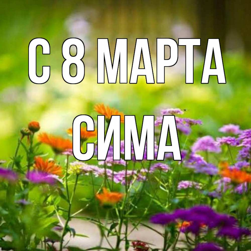 Открытка на каждый день с именем, Сима С 8 марта цветы Прикольная открытка с пожеланием онлайн скачать бесплатно 