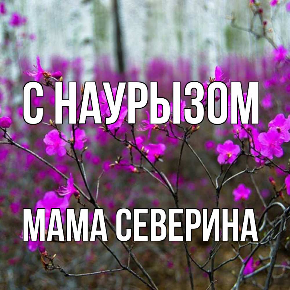 Открытка на каждый день с именем, Мама-Северина С наурызом дикие цветы Прикольная открытка с пожеланием онлайн скачать бесплатно 
