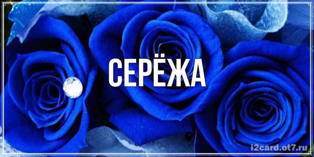 Открытка на каждый день с именем, Серёжа Главная синие розы в росе Прикольная открытка с пожеланием онлайн скачать бесплатно 