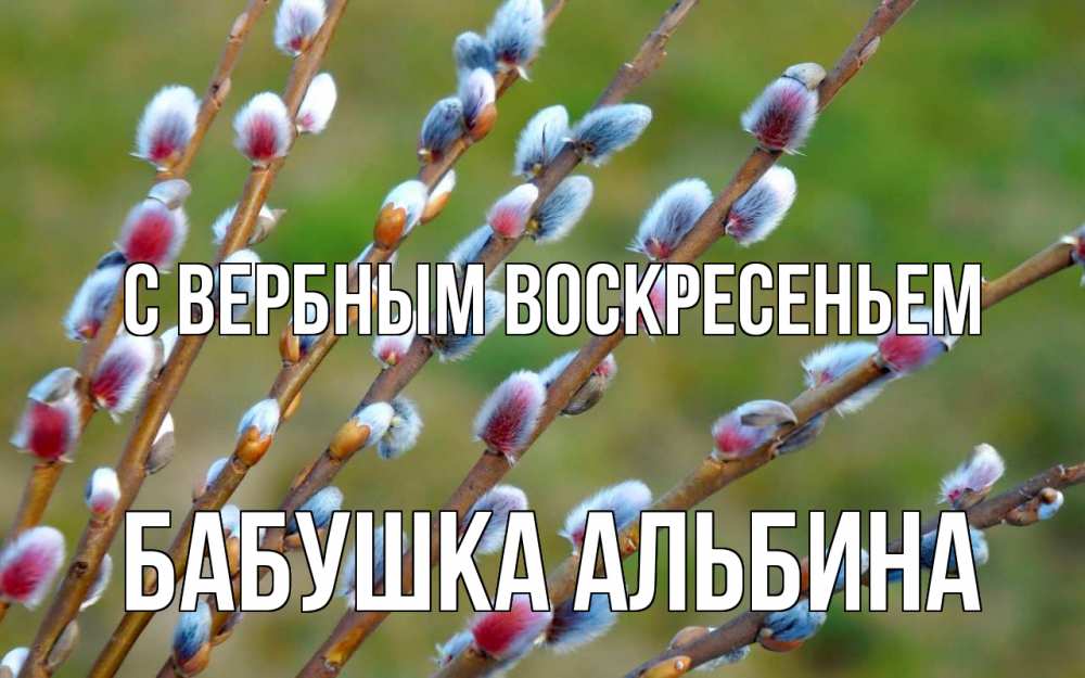 Открытка на каждый день с именем, Бабушка-Альбина С вербным воскресеньем верба Прикольная открытка с пожеланием онлайн скачать бесплатно 