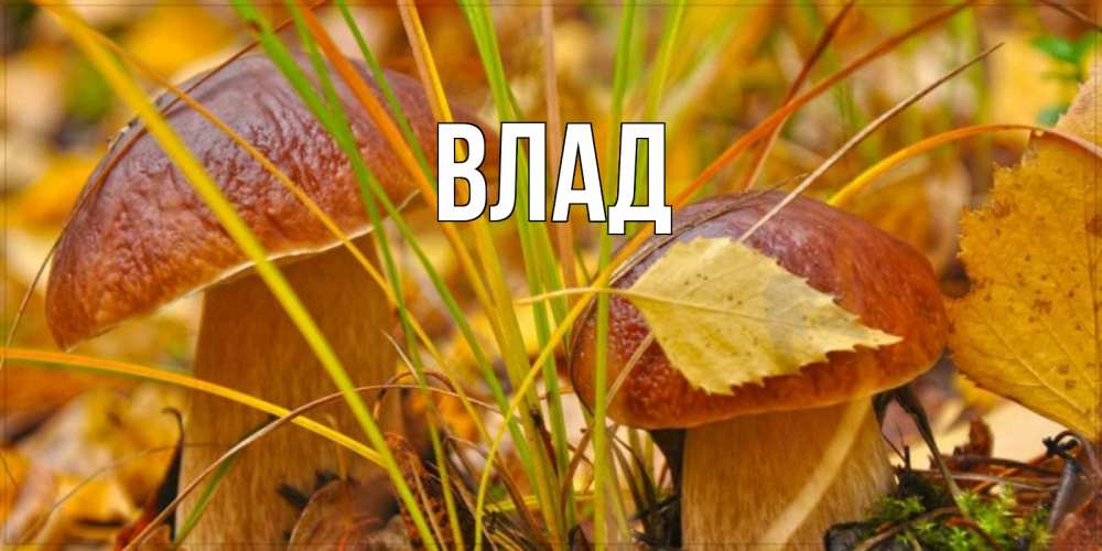 Открытка на каждый день с именем, Влад Главная осенние грибы Прикольная открытка с пожеланием онлайн скачать бесплатно 