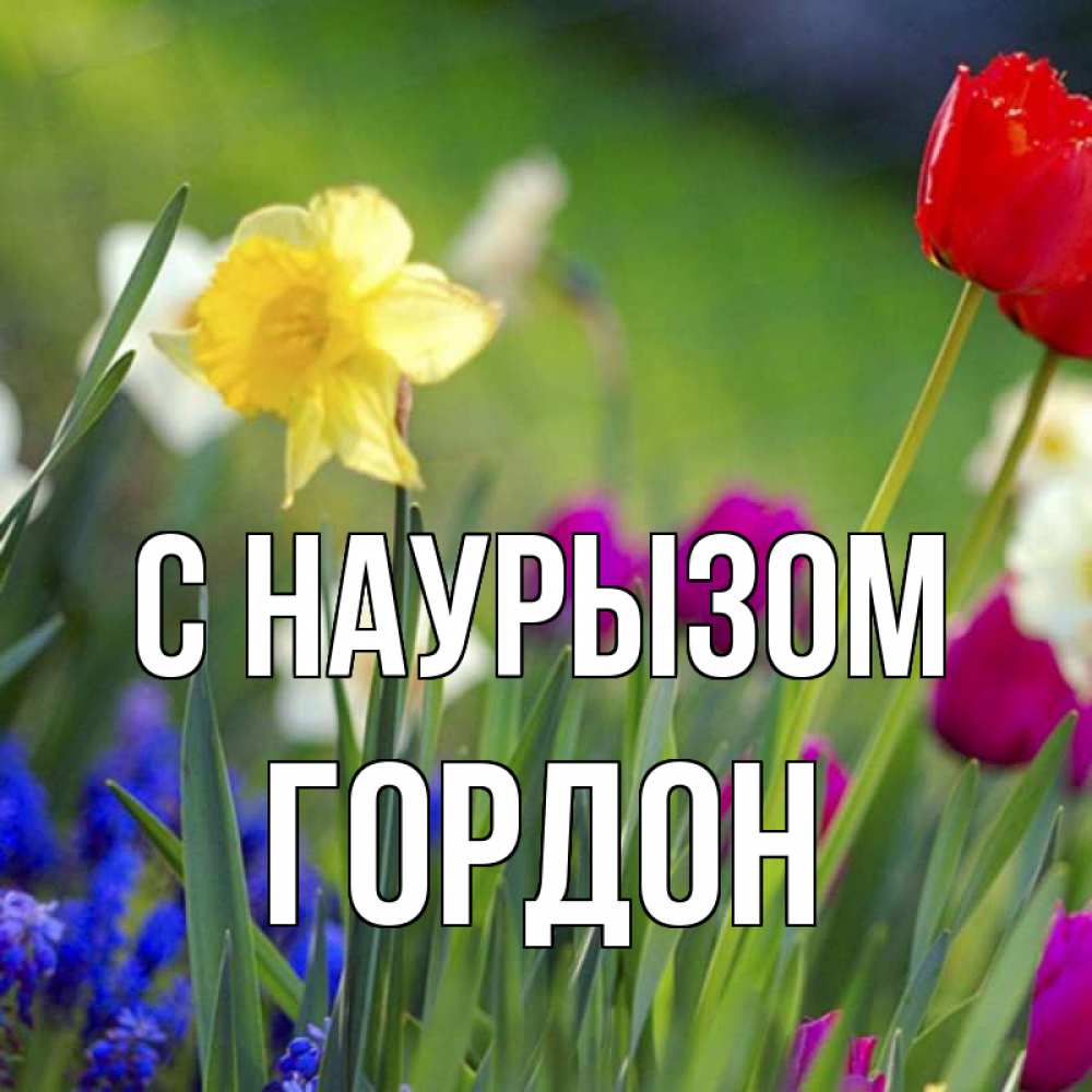 Открытка на каждый день с именем, Гордон С наурызом праздник весны наурыз 3 Прикольная открытка с пожеланием онлайн скачать бесплатно 