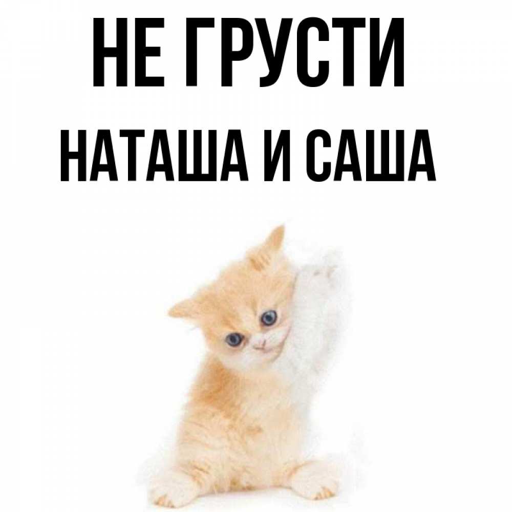 Открытка на каждый день с именем, Наташа-и-Саша Не грусти просящий кот Прикольная открытка с пожеланием онлайн скачать бесплатно 