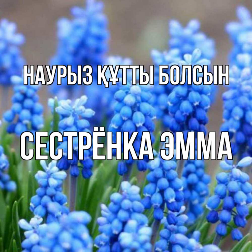 Открытка на каждый день с именем, Сестрёнка-Эмма Наурыз құтты болсын Поздравительная открытка для женщин с цветами на праздничную дату Прикольная открытка с пожеланием онлайн скачать бесплатно 