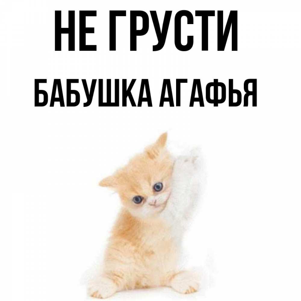 Открытка на каждый день с именем, Бабушка-Агафья Не грусти просящий кот Прикольная открытка с пожеланием онлайн скачать бесплатно 