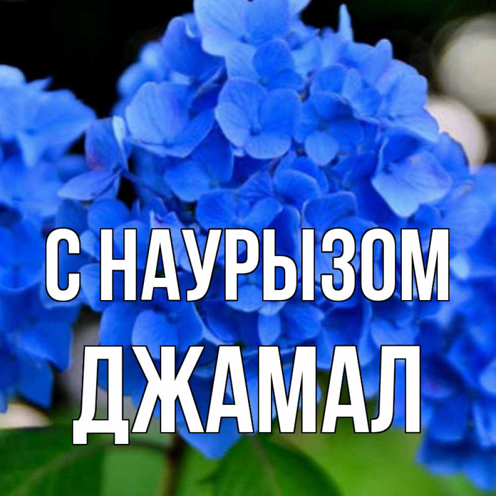 Открытка на каждый день с именем, Джамал С наурызом синие цветы Прикольная открытка с пожеланием онлайн скачать бесплатно 