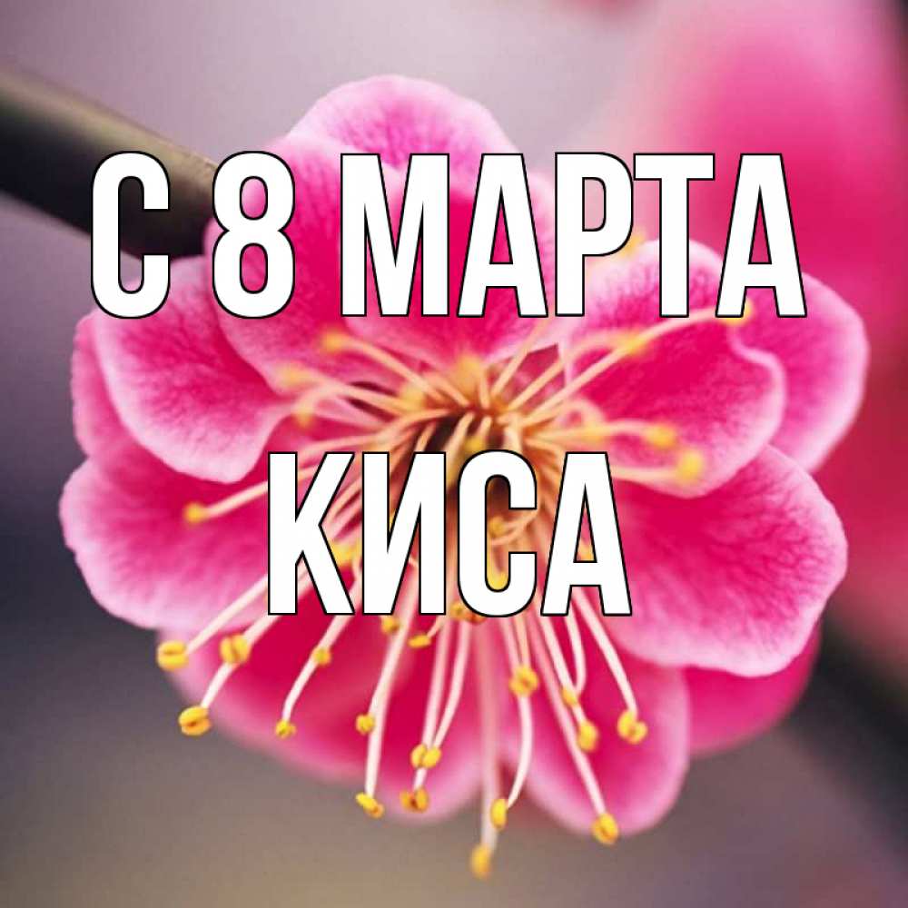 Открытка на каждый день с именем, КИСА С 8 марта цветы Прикольная открытка с пожеланием онлайн скачать бесплатно 