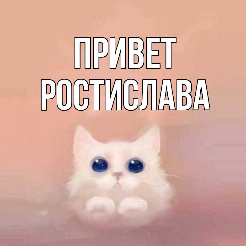 Открытка на каждый день с именем, Ростислава Привет котик белый в полете Прикольная открытка с пожеланием онлайн скачать бесплатно 